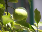 Un piccolo frutto del mio albero di limoni.
Commenti e critiche....