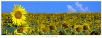 Girasoli Girasoli