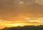 Sullo sfondo di un tramonto l'ultimo stormo
di uccelli migratori vola verso sud.