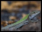 Lizard Lizard