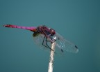 Libellula 2 Libellula 2