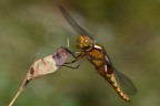 libellula libellula