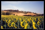 Cerreto Guidi - Girasoli Cerreto Guidi - Girasoli