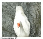 A ME GLI OCCHI A ME GLI OCCHI