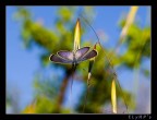 Blue Butterfly Blue Butterfly