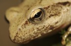 Rana dalmatina Rana dalmatina
