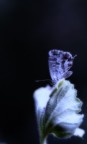 Farfallina in notturno Farfallina in notturno