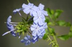 plumbago plumbago