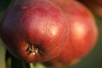 Una macro di un bellissimo frutto, uno strano incrocio tra una pera ed una mela, il colore rossastro al tramonto mi ha ispirato questo scatto.
