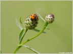 coccinella? coccinella?