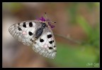 Parnassius apollo Parnassius apollo