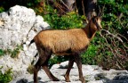 Camoscio1 Camoscio1