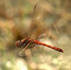 a mezz'aria a mezz'aria