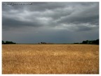 Temporale su campo di granoturco Temporale su campo di granoturco