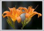 Lilium plastificato. Lilium plastificato.