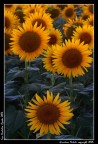 San Pantaleo - Girasoli San Pantaleo - Girasoli
