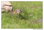 Marmottina Marmottina