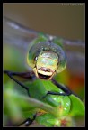 Anax Imperator (incontri ravvicinati) Anax Imperator (incontri ravvicinati)