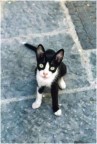 Gattino Ischitano Gattino Ischitano