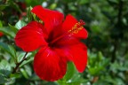 Rosso Fuoco Rosso Fuoco