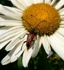 cosa cercherà!!! cosa cercherà!!!