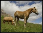 Cavalli al pascolo alla "Campagnaccia" poco sopra il Passo San Pellegrino.