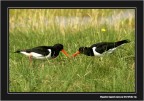 Canon EOS 20D - Canon 100-400 mm L IS USM