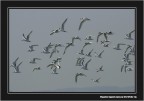 Canon EOS 20D - Canon 100-400 mm L IS USM