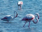 Alcuni fenicotteri rosa nelle saline di Cagliari