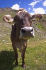 Muuuuuu    (+ backstage) Muuuuuu    (+ backstage)