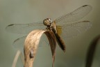 Libellula Libellula