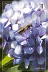 vespa sull'ortensia vespa sull'ortensia