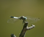 libellula libellula