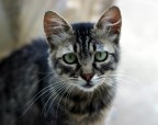 Un gatto dallo sguardo malinconico, ha un non so che di Burt Lancaster. Ogni tanto viene a farci visita e a degustare croccantini dei nostri mici.