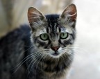 Gatto malinconico Gatto malinconico