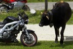 Uno scatto fatto durante un viaggio in compagnia sull'altopiano di Asiago.

Quando il bovino si e' avvicinato alle nostre moto parcheggiate mi sono preparato sperando che ne venisse fuori qualcosa di carino...