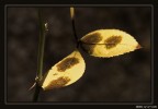Alla luce del sole