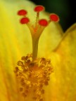 Ibiscus Ibiscus