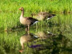 Goose Goose