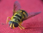 Microfotografia di un ape nel mio ufficio, con un 50mm yashica invertito montato sulla mia Canon Powershot A60