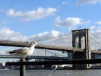 Brooklyn Bridge Brooklyn Bridge