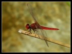 dragonfly in red dragonfly in red