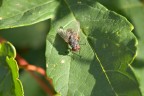 Tintarella Tintarella