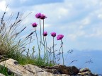 Flora delle Alpi Flora delle Alpi