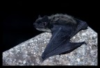 Pipistrellus Pipistrellus 2 Pipistrellus Pipistrellus 2