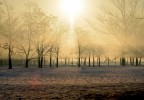 Fog Fog