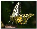 Papilio Papilio