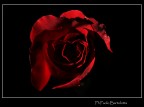 Red Rose Red Rose