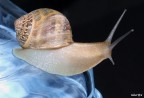 Chiocciola Chiocciola