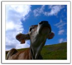 muuuu muuuu